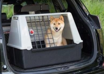 Hem taşıma çantası, hem köpek kulübesi