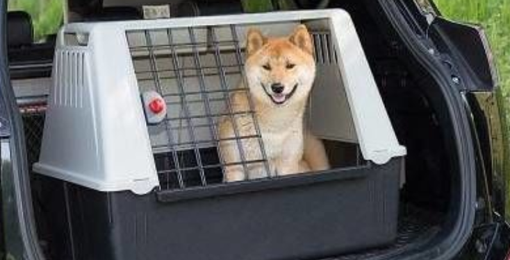 Hem taşıma çantası, hem köpek kulübesi