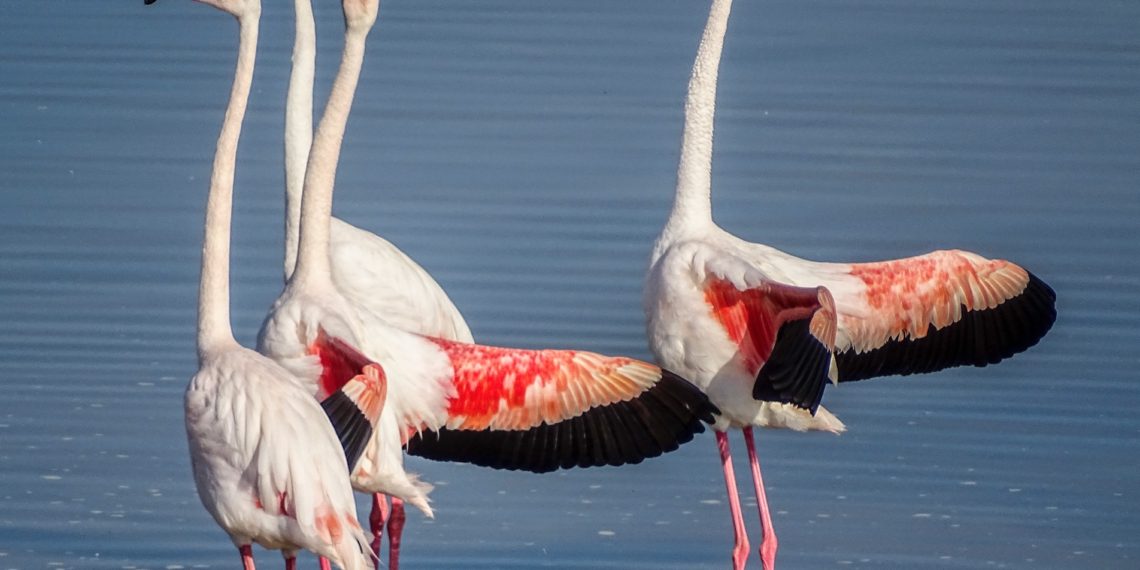 Yüzlerce İzmirli Gediz Deltası’nda Allı Turnaların (Flamingo) Dansını İzledi