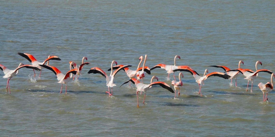 Dünyanın 3. büyük Flamingo Adası İzmir’de Kuruluyor