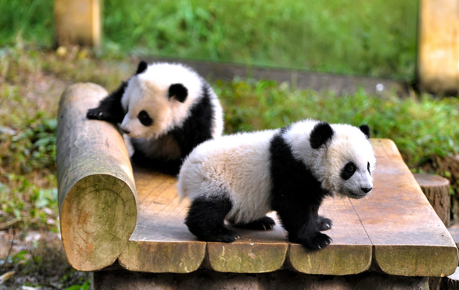 Çin’de İkiz Panda Sevinci…